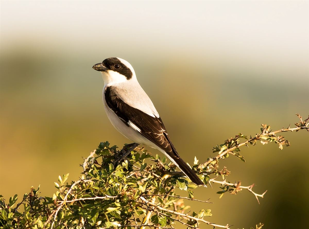 Lesser Grey Shrike