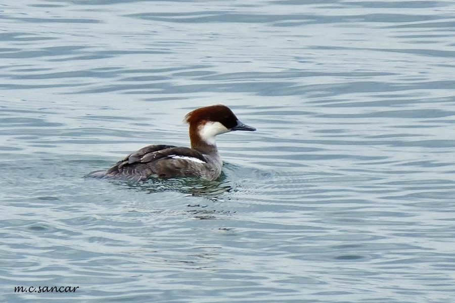 Smew