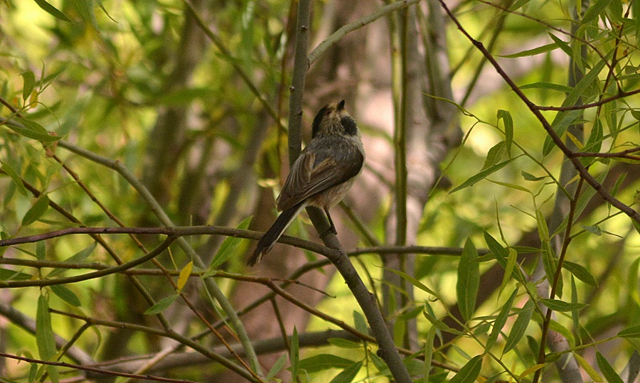 Long-tailed Tit