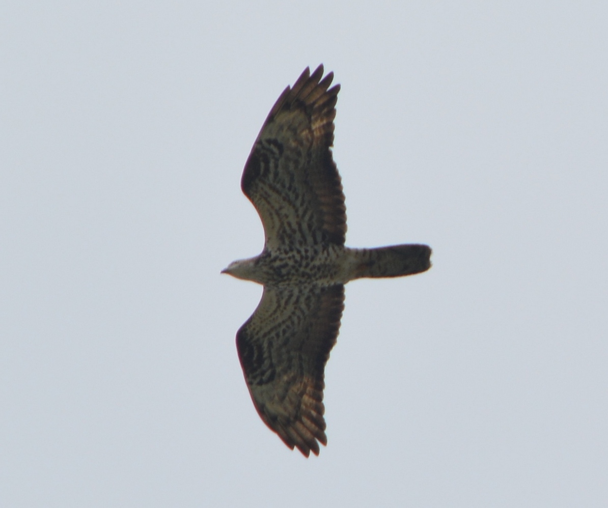 European Honey Buzzard