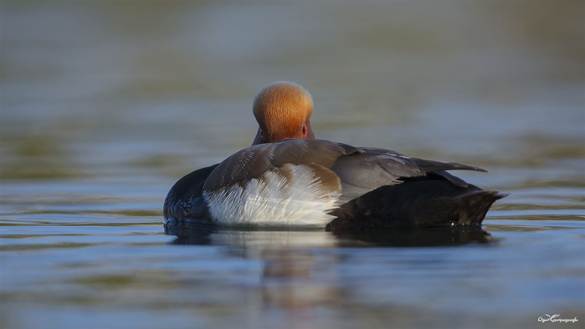 Red-crested Pochard