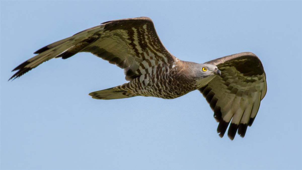 European Honey Buzzard