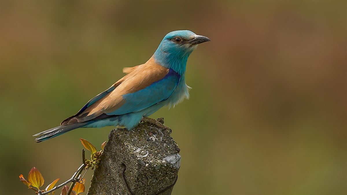 European Roller