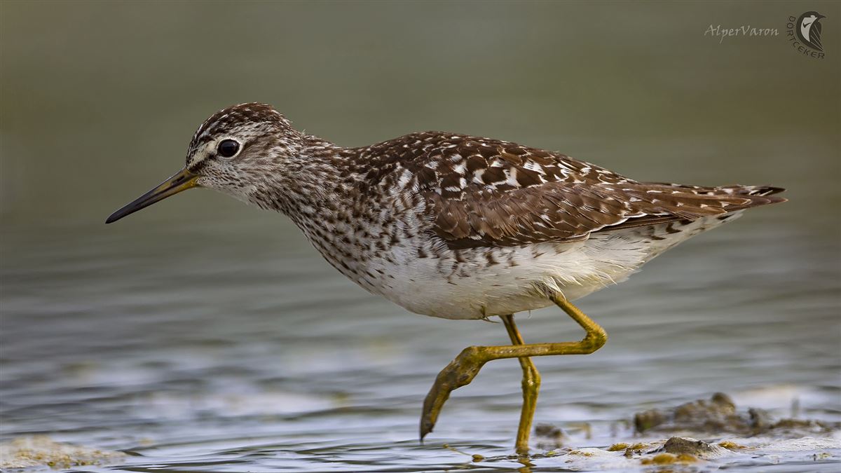 Wood Sandpiper