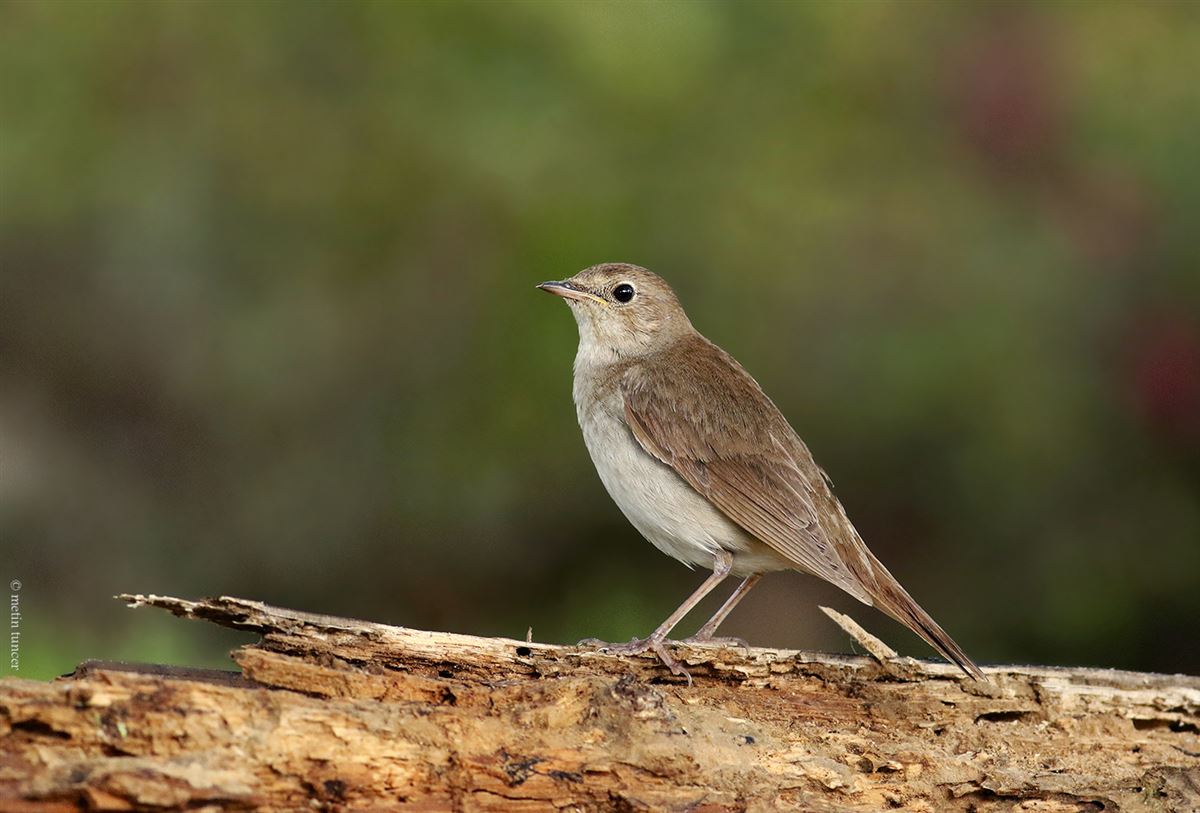 Thrush Nightingale