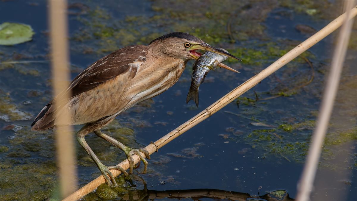 Little Bittern