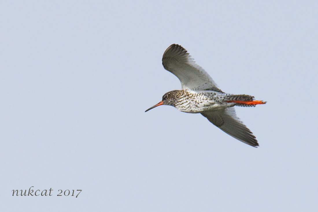 Common Redshank