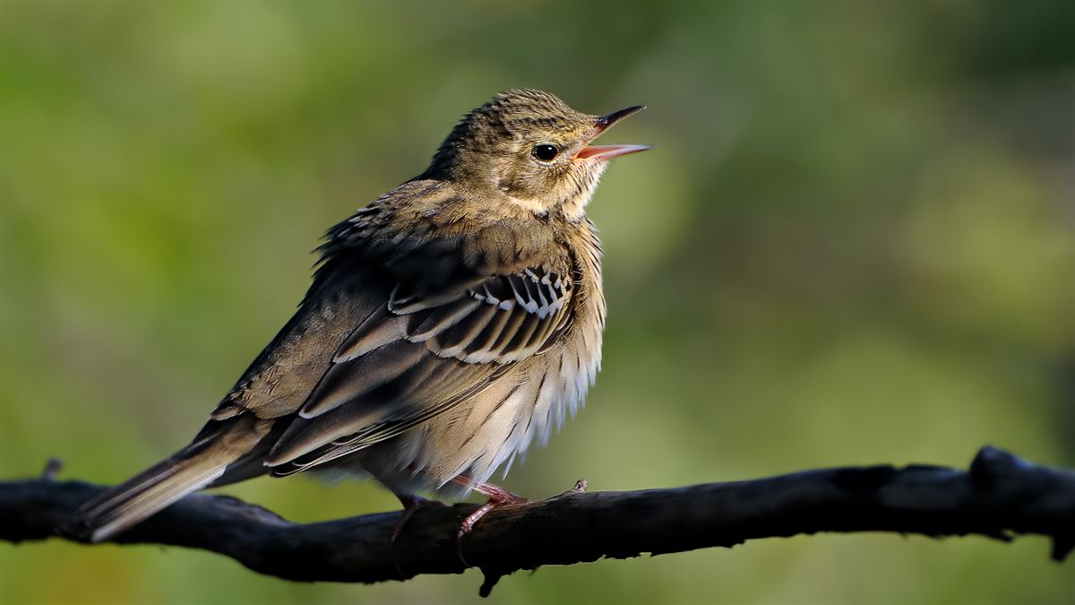 Tree Pipit