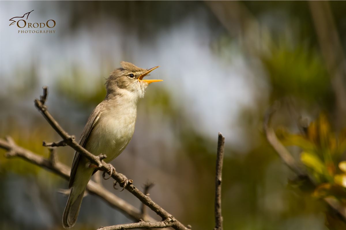 Eastern Olivaceous Warbler