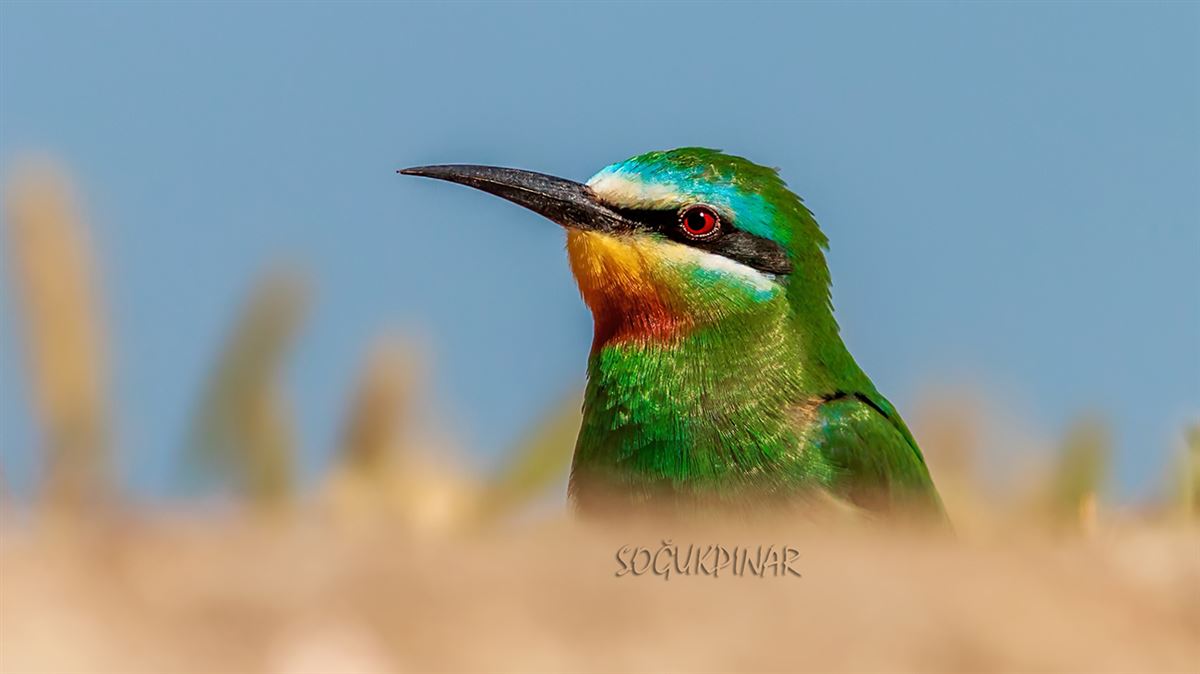 Blue-cheeked Bee-eater