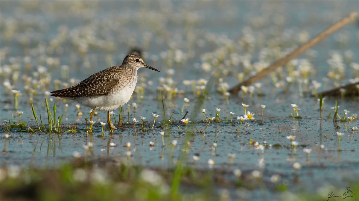 Wood Sandpiper