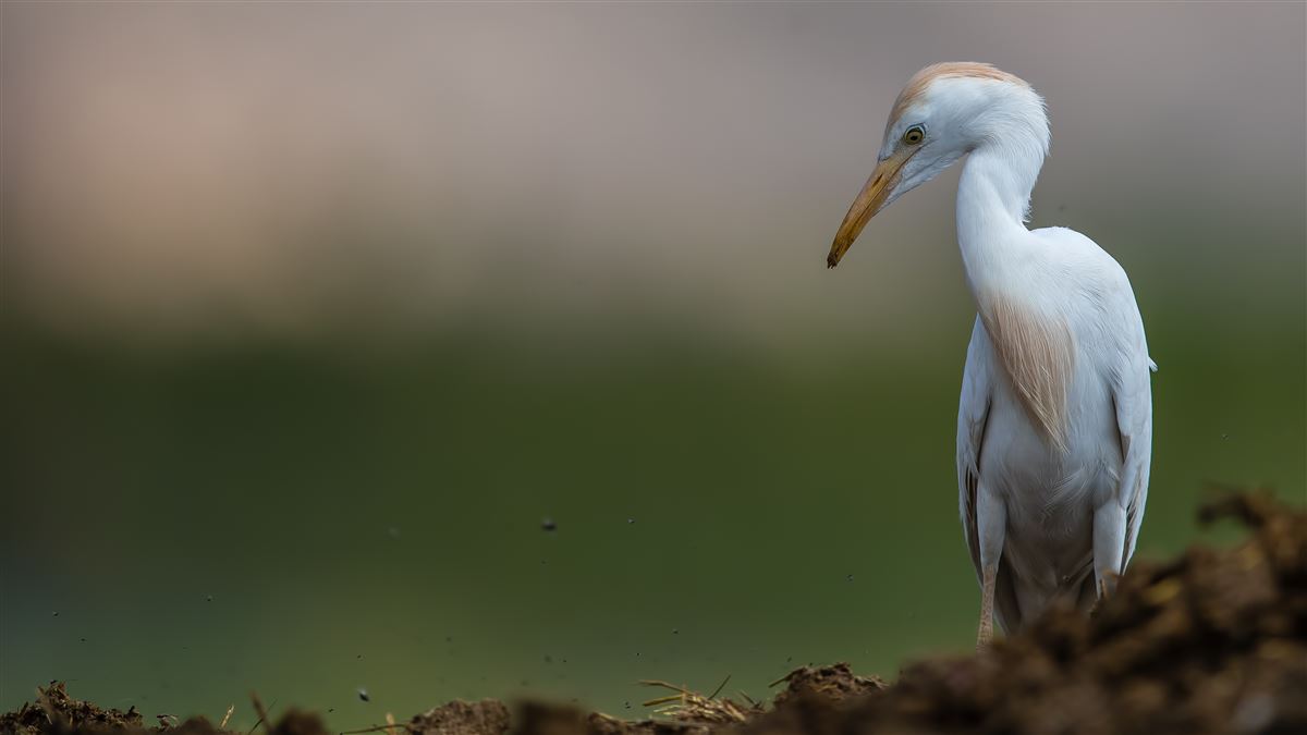 Western Cattle Egret