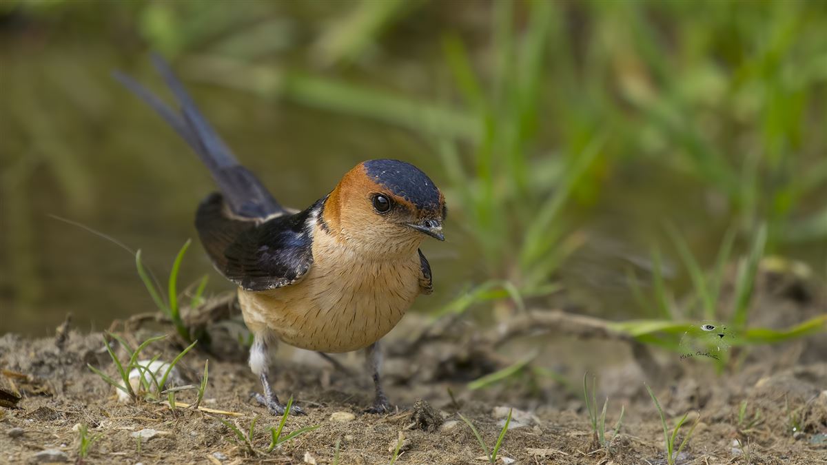 European Red-rumped Swallow