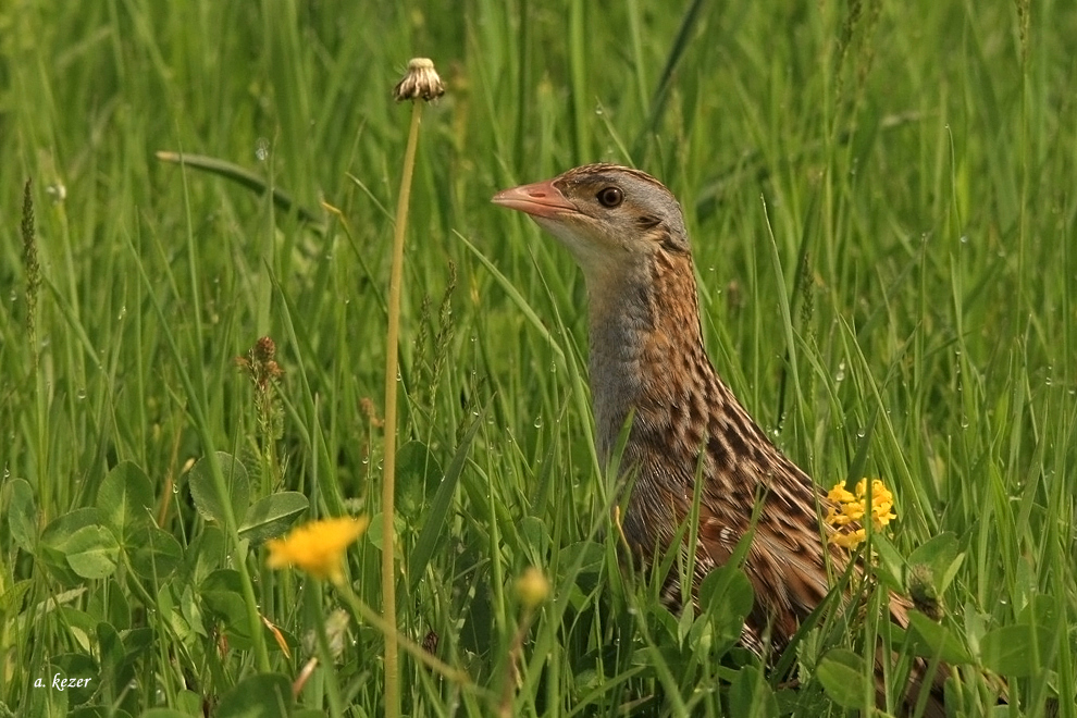 Corn Crake