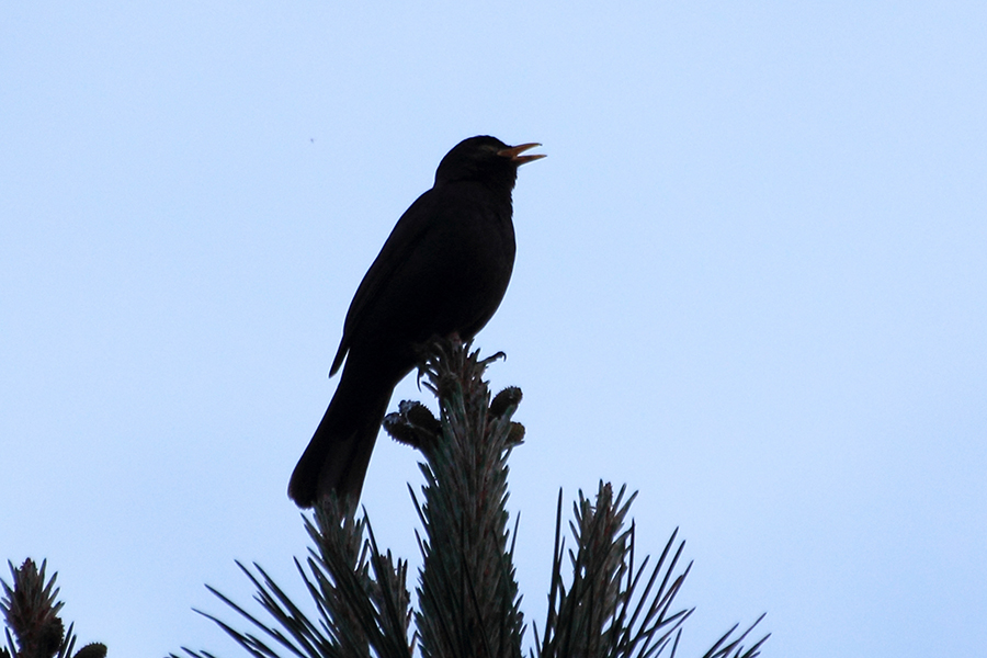 Common Blackbird