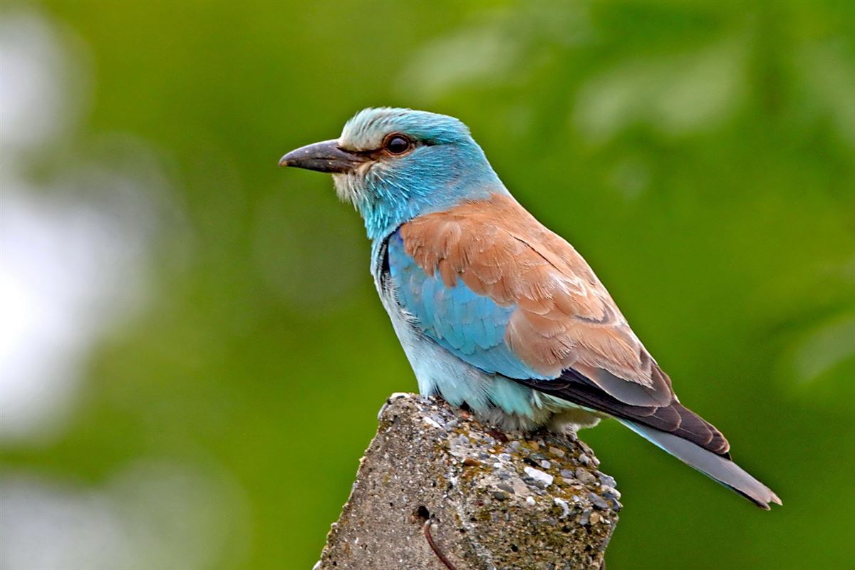 European Roller