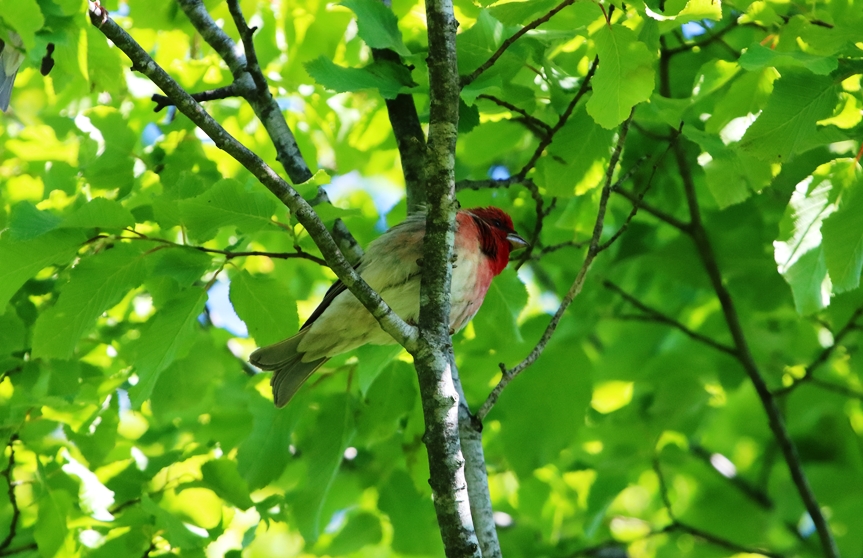 Common Rosefinch