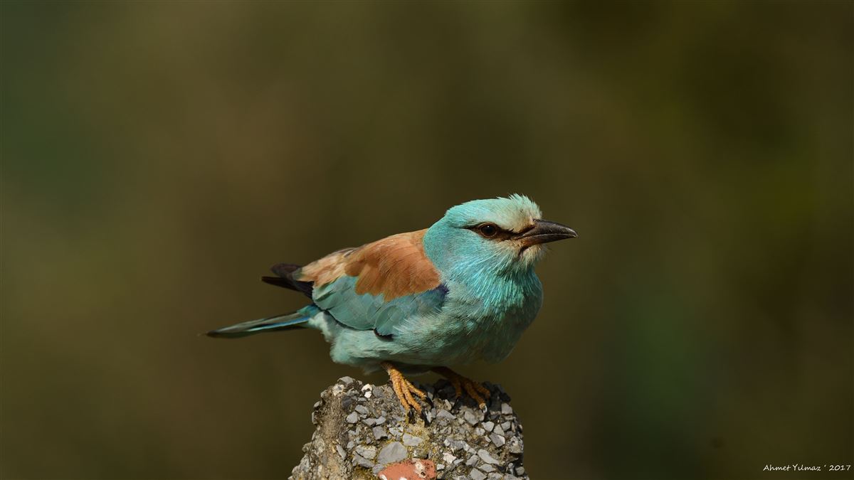 European Roller