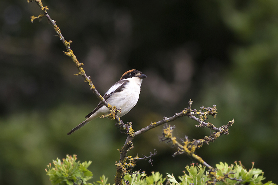 Woodchat Shrike