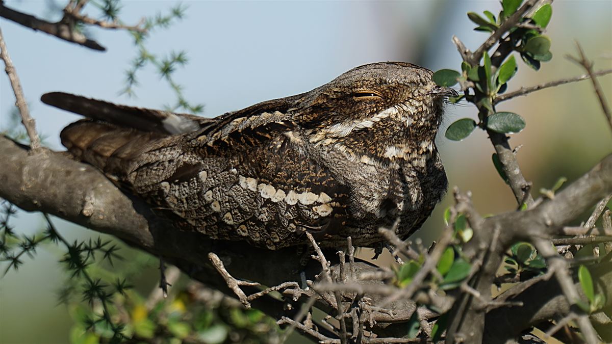 European Nightjar