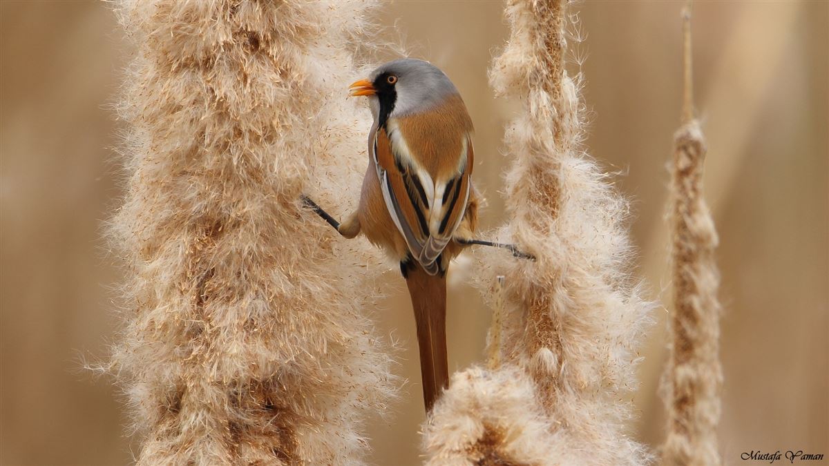 Bearded Reedling