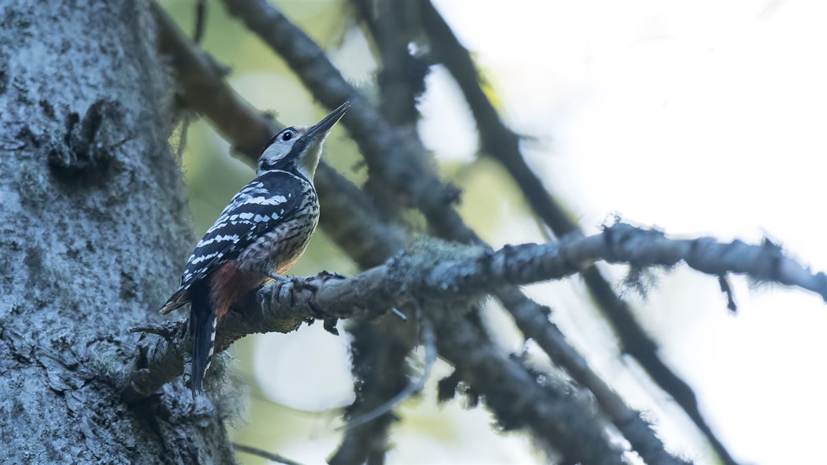 White-backed Woodpecker