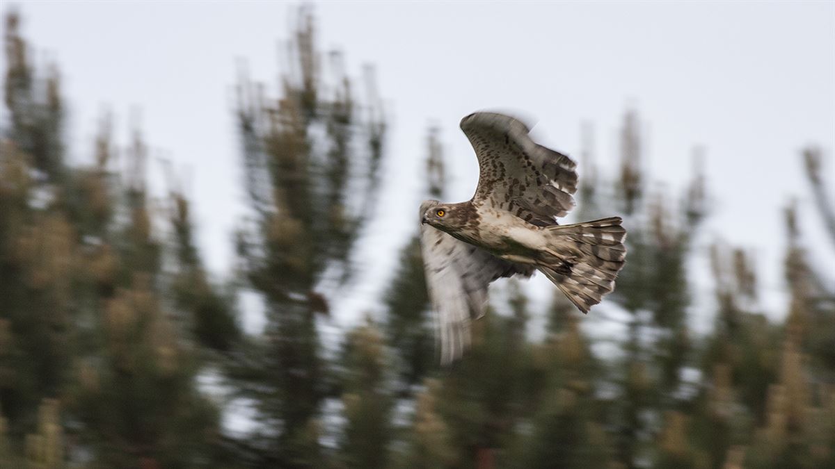 Short-toed Snake Eagle
