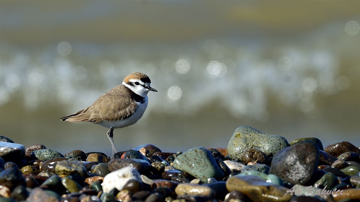 Kentish Plover