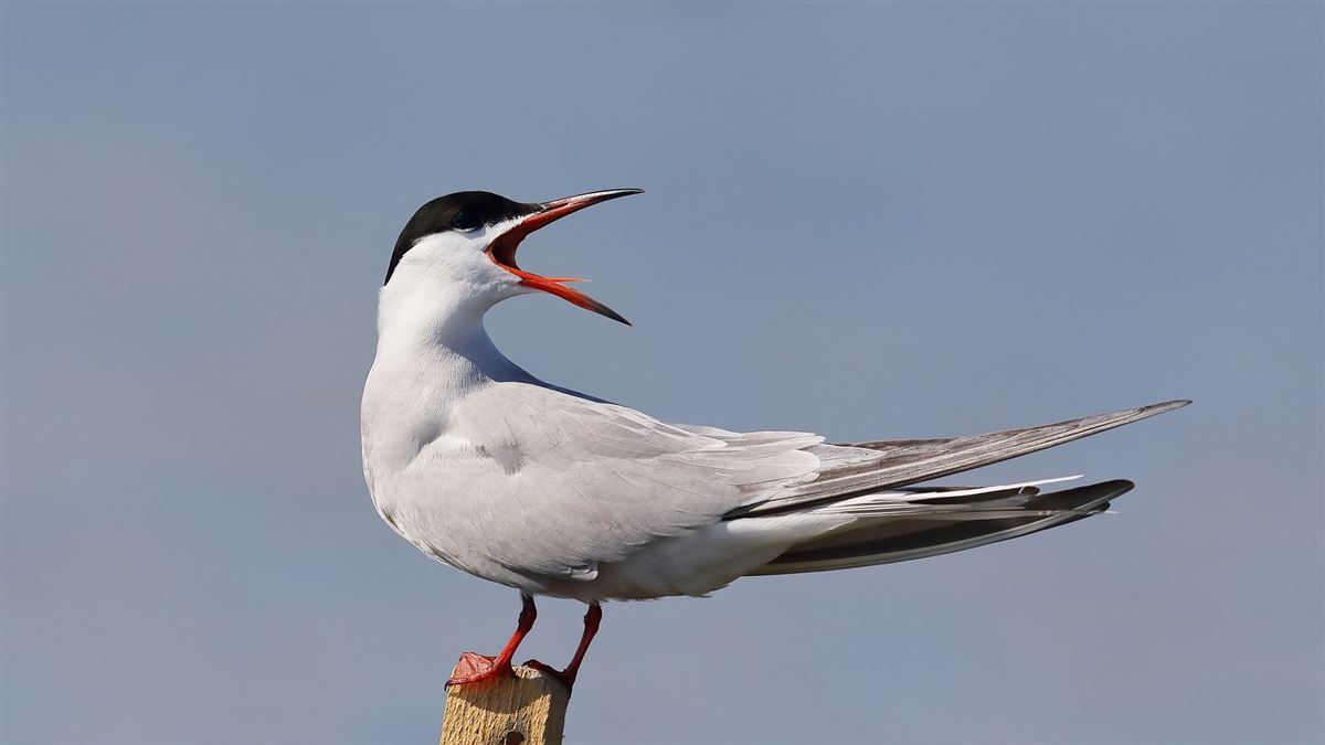 Common Tern