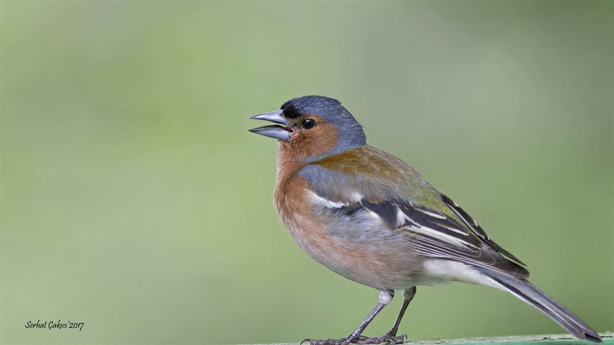 Eurasian Chaffinch