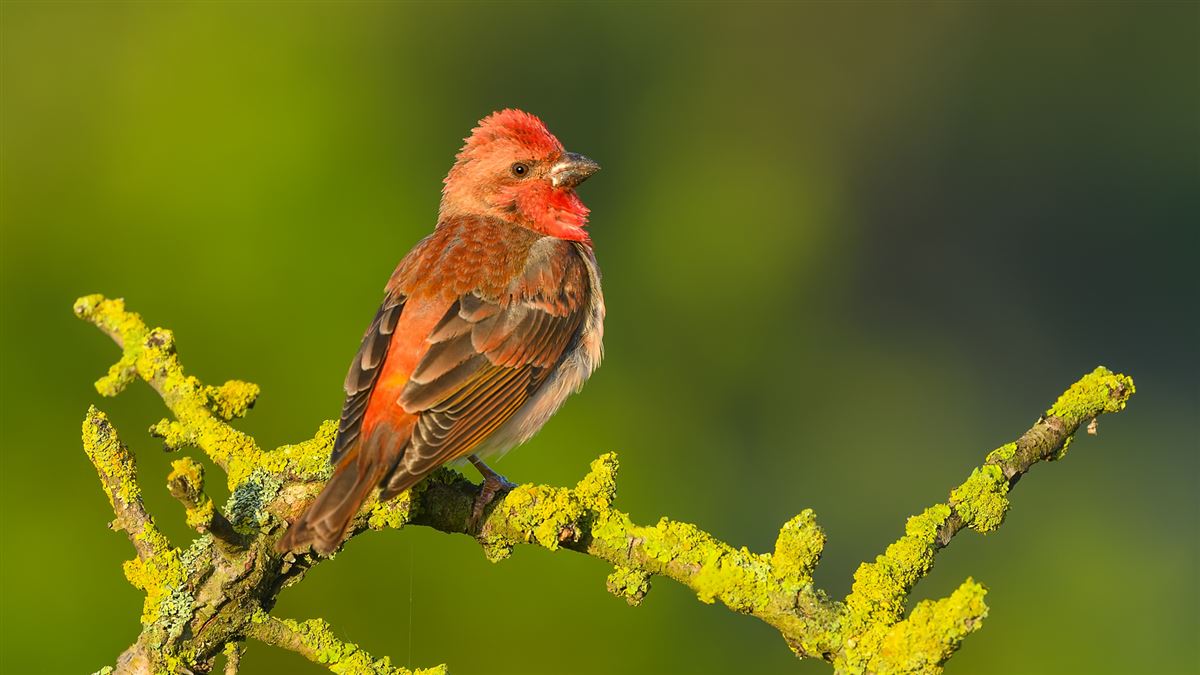 Common Rosefinch