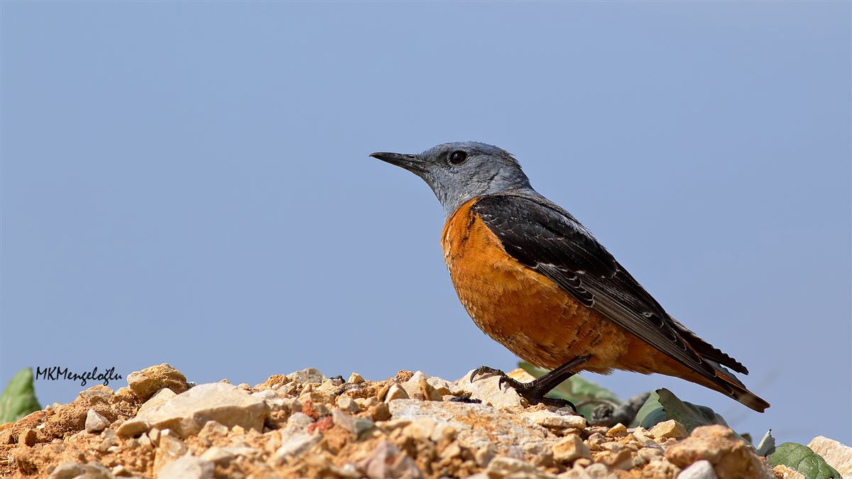 Common Rock Thrush