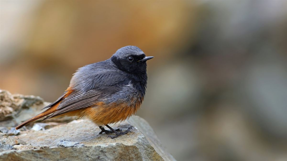 Black Redstart