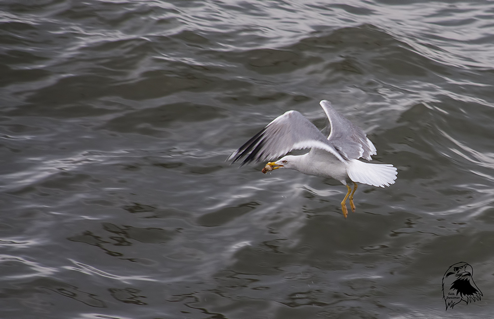 Yellow-legged Gull
