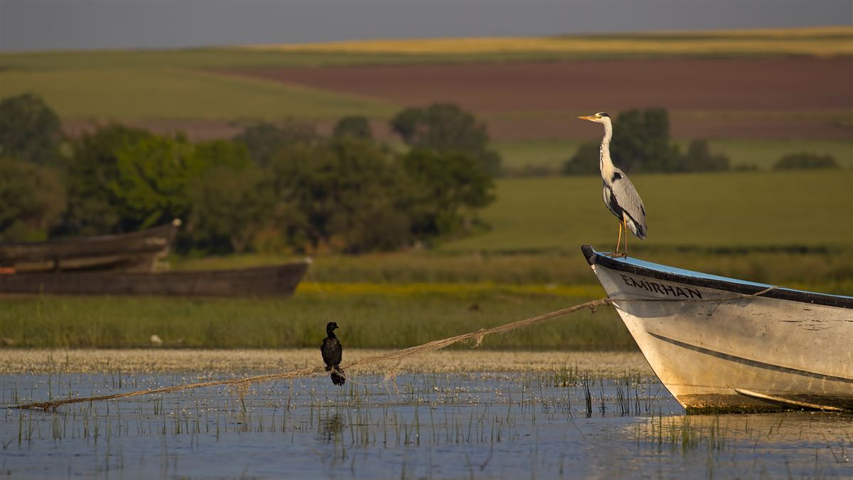 Grey Heron