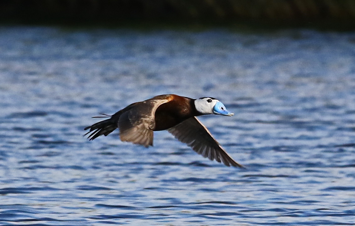 White-headed Duck