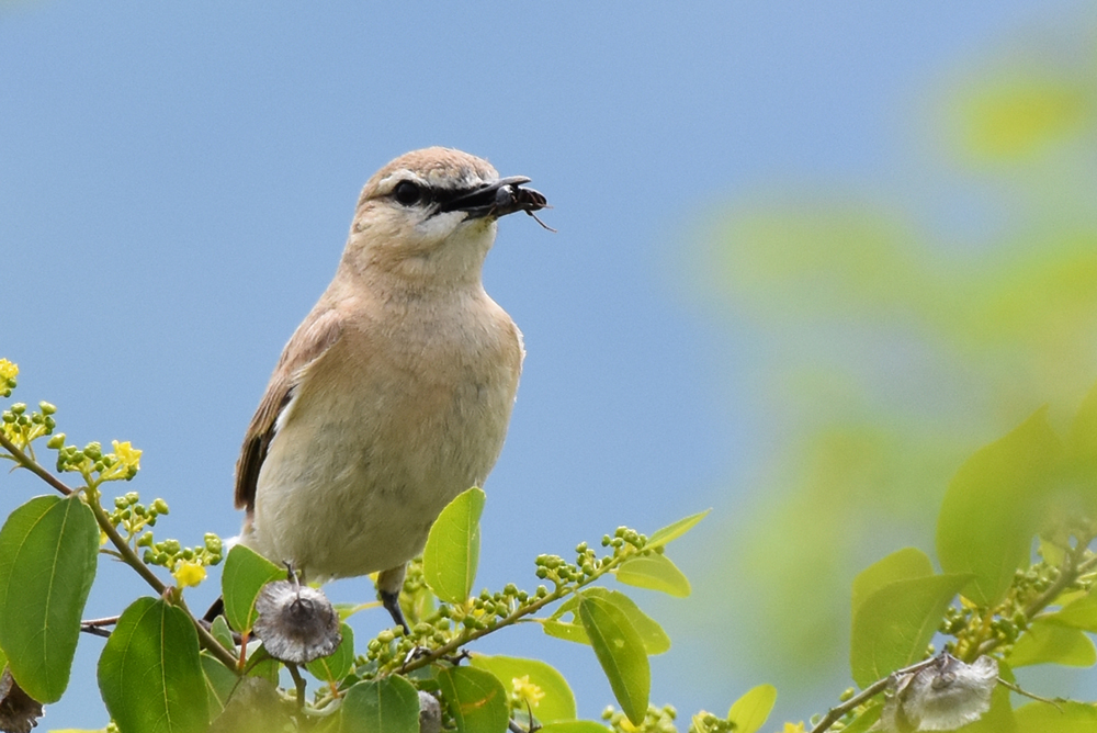 Isabelline Wheatear