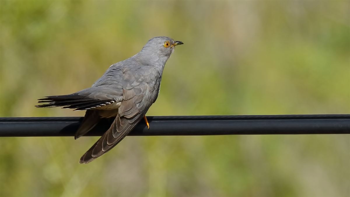 Common Cuckoo