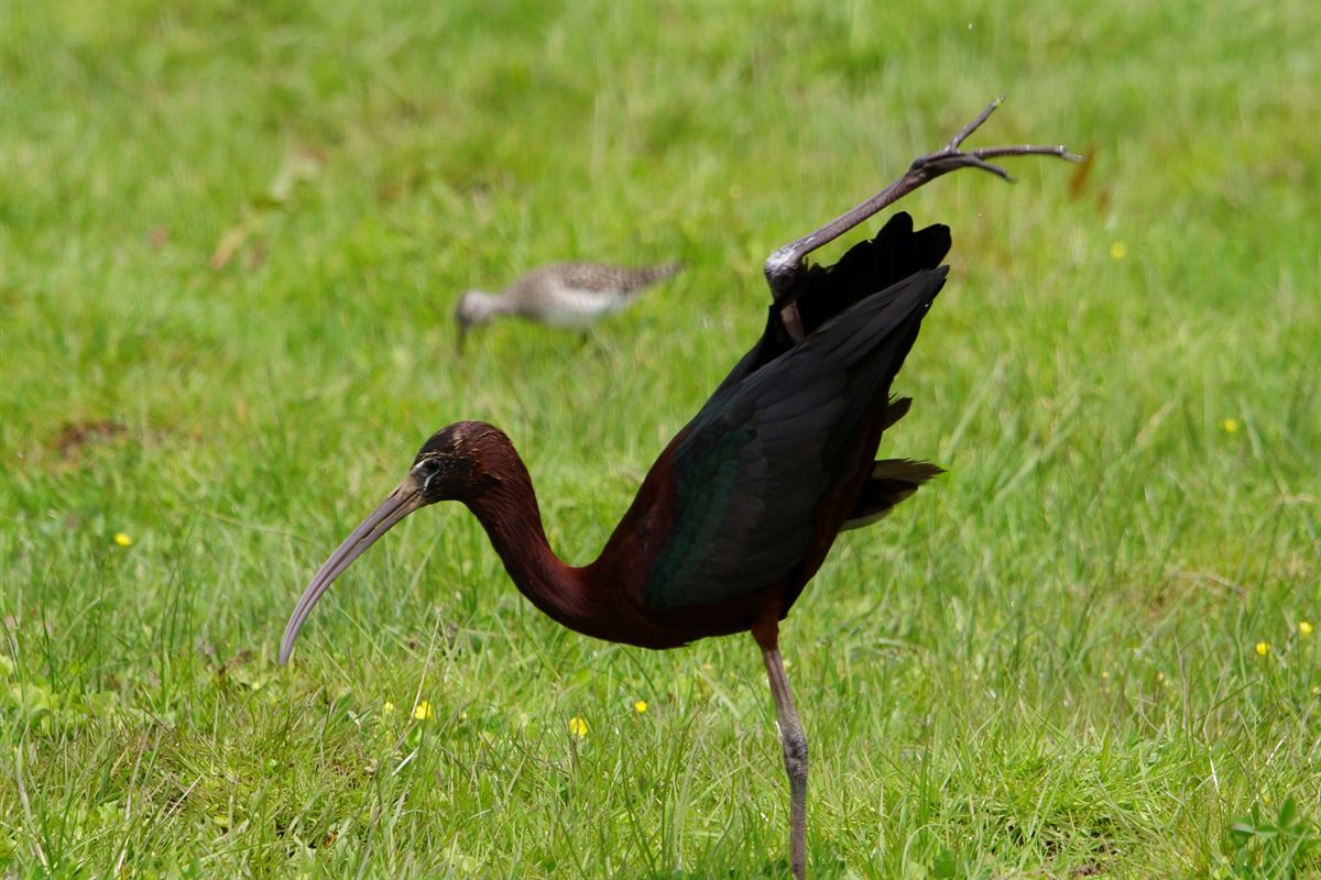 Glossy Ibis