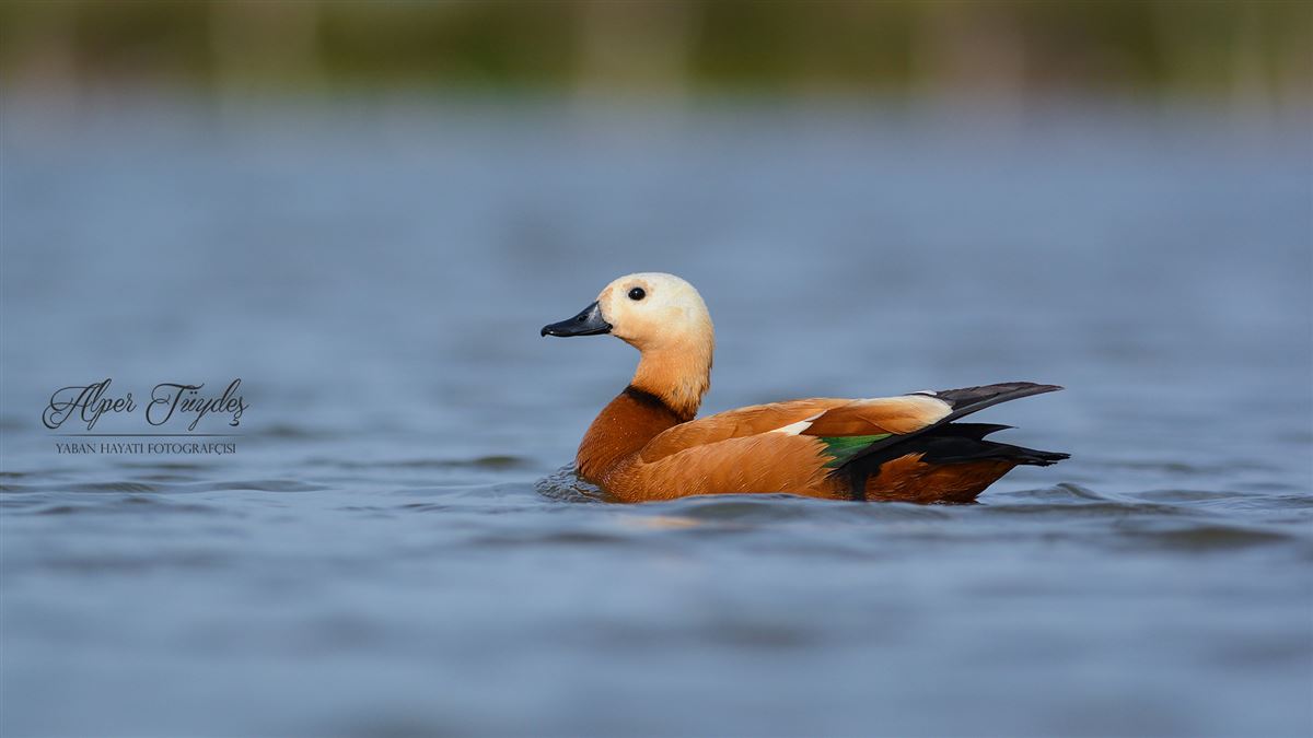 Ruddy Shelduck