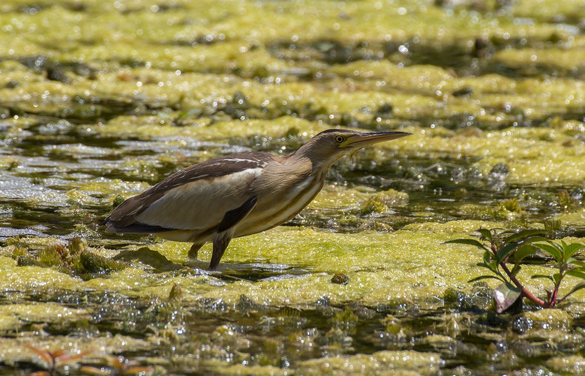 Little Bittern