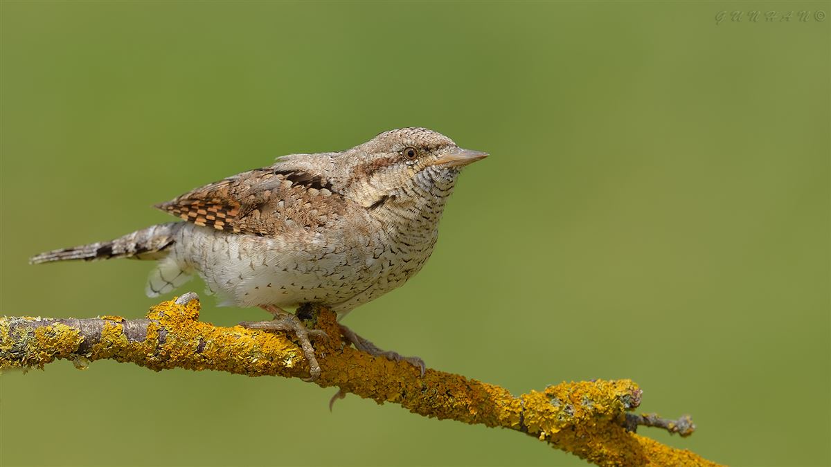 Eurasian Wryneck