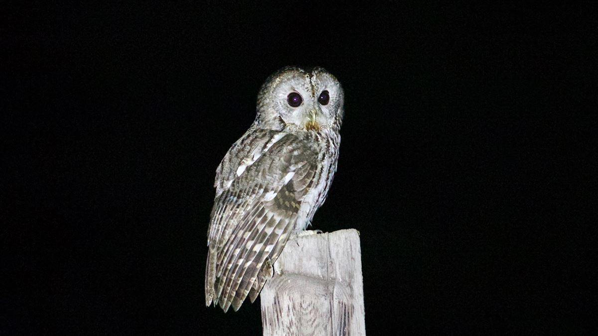 Tawny Owl