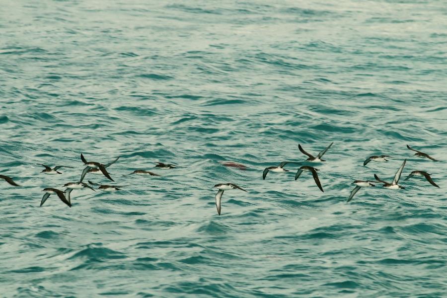 Yelkouan Shearwater