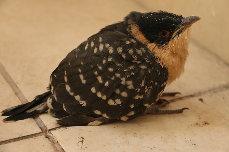 Great Spotted Cuckoo