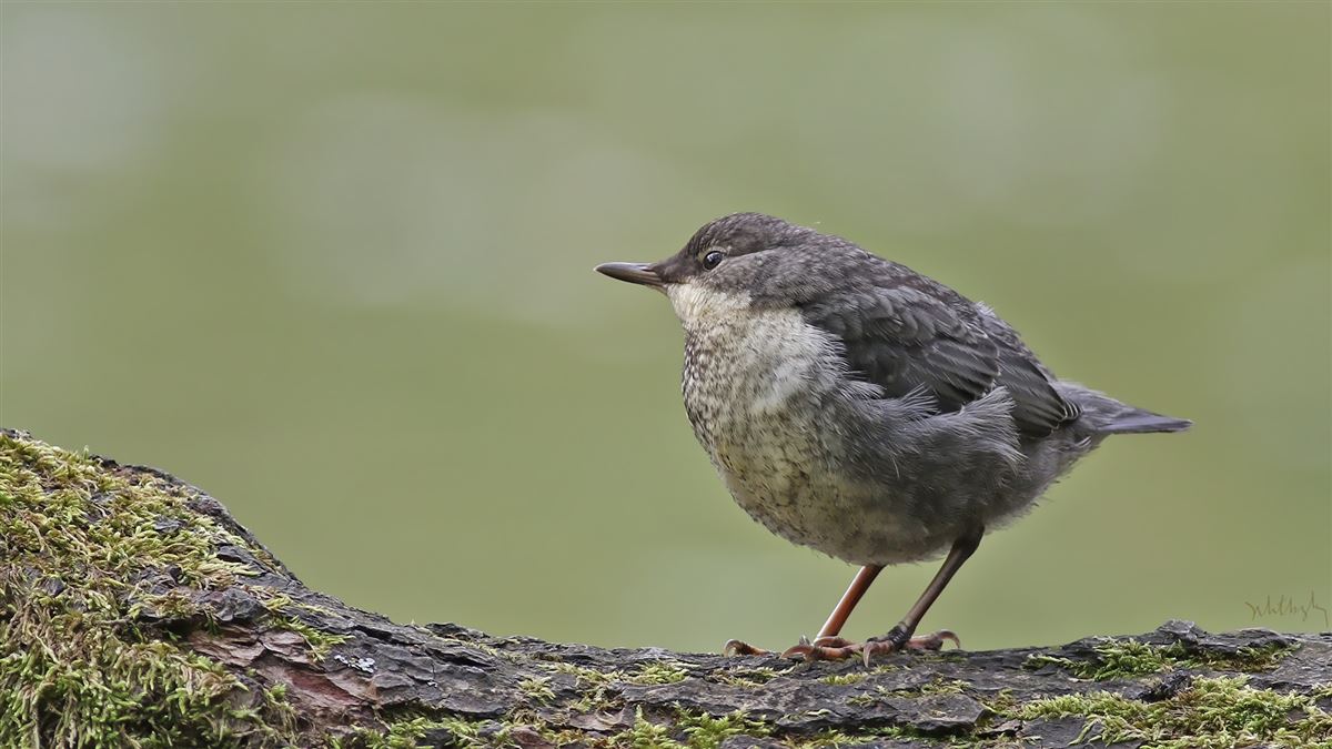 White-throated Dipper