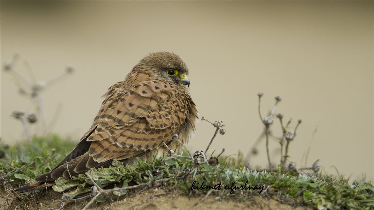 Common Kestrel