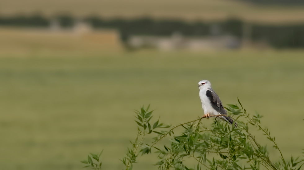 Black-winged Kite