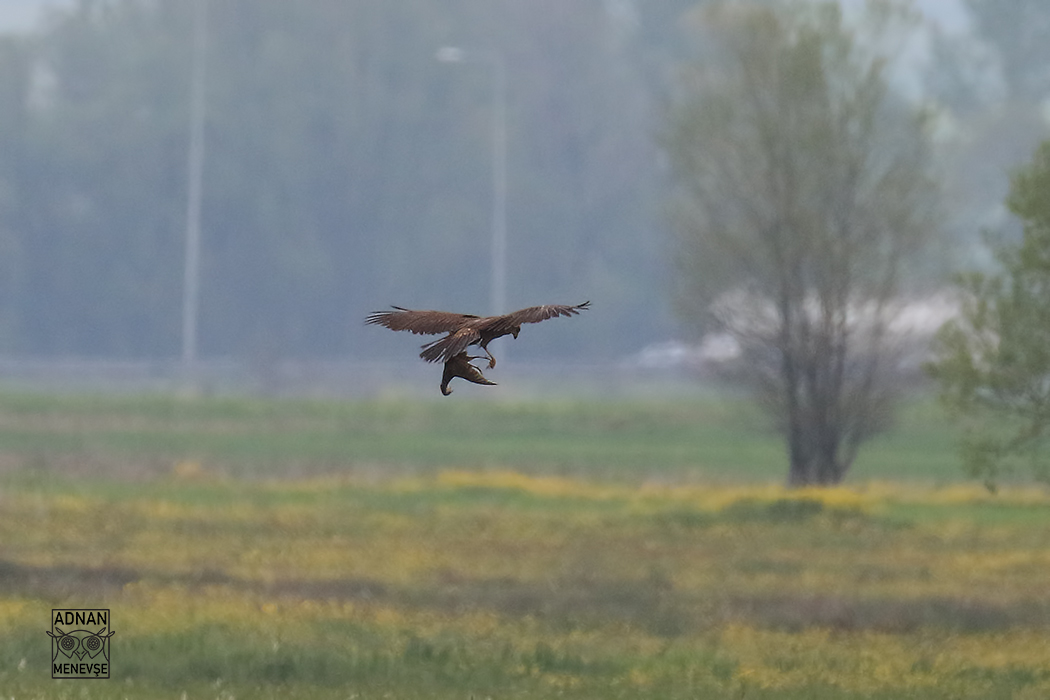 Western Marsh Harrier