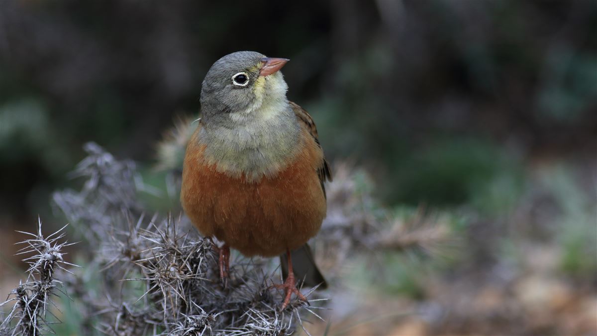 Ortolan Bunting